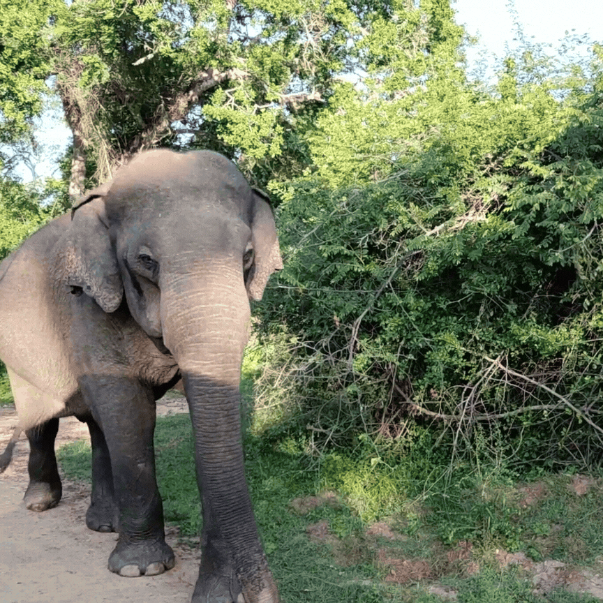 elephant-walking-around-yala-national-park-gif