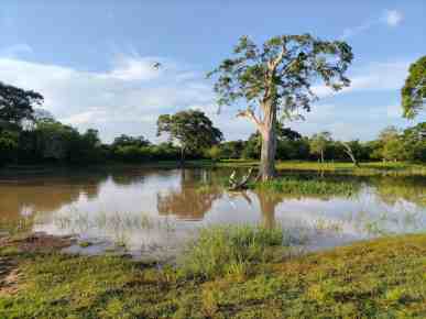 birds-and-wildlife-crowded-around-watering-hole-at-yala-national-park-sri-lanka-photo-leiden-underground