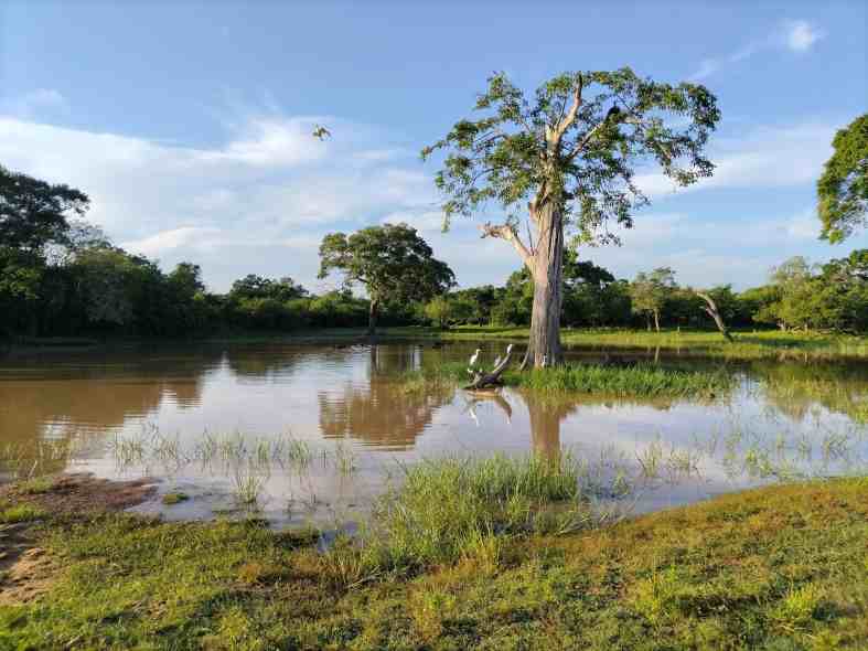 birds-and-wildlife-crowded-around-watering-hole-at-yala-national-park-sri-lanka-photo-leiden-underground